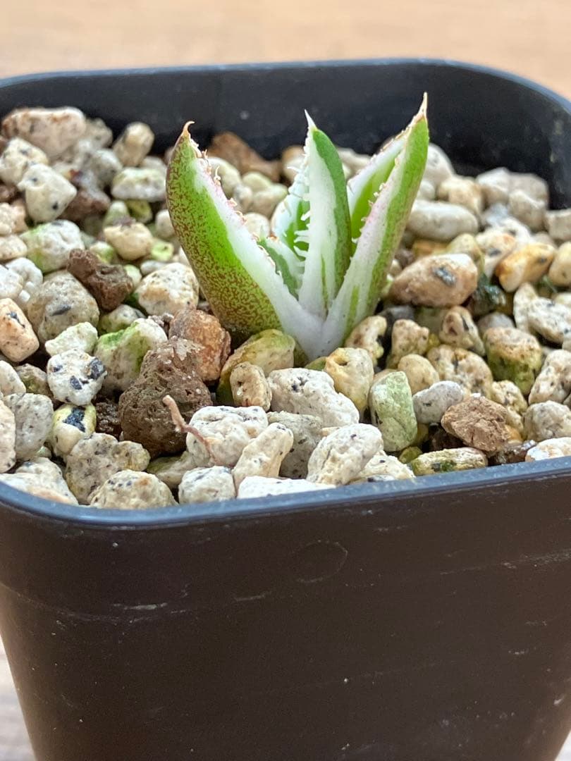 速達【鉢ごと発送】希少　安定株　アガべ　チタノタ　豆豆龍錦　トトロ錦　TC 覆輪