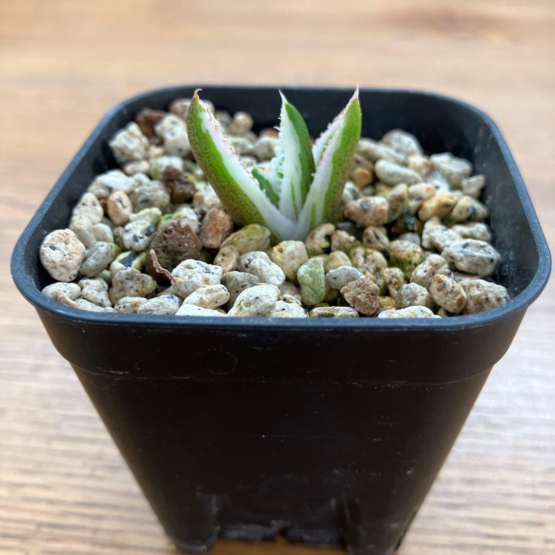 速達【鉢ごと発送】希少　安定株　アガべ　チタノタ　豆豆龍錦　トトロ錦　TC 覆輪