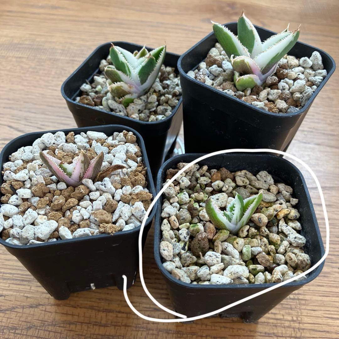 速達【鉢ごと発送】希少　安定株　アガべ　チタノタ　豆豆龍錦　トトロ錦　TC 覆輪