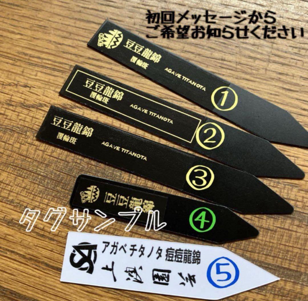 速達【鉢ごと発送】希少　安定株　アガべ　チタノタ　豆豆龍錦　トトロ錦　TC 覆輪