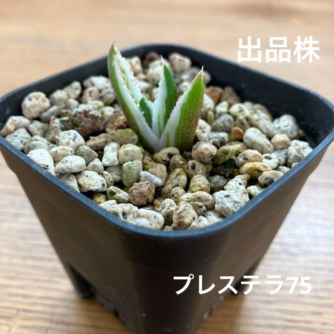 速達【鉢ごと発送】希少　安定株　アガべ　チタノタ　豆豆龍錦　トトロ錦　TC 覆輪