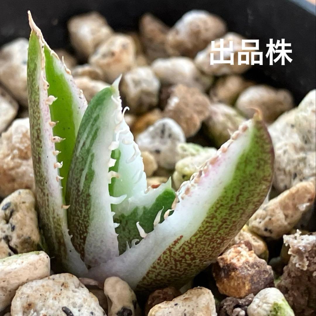 速達【鉢ごと発送】希少　安定株　アガべ　チタノタ　豆豆龍錦　トトロ錦　TC 覆輪