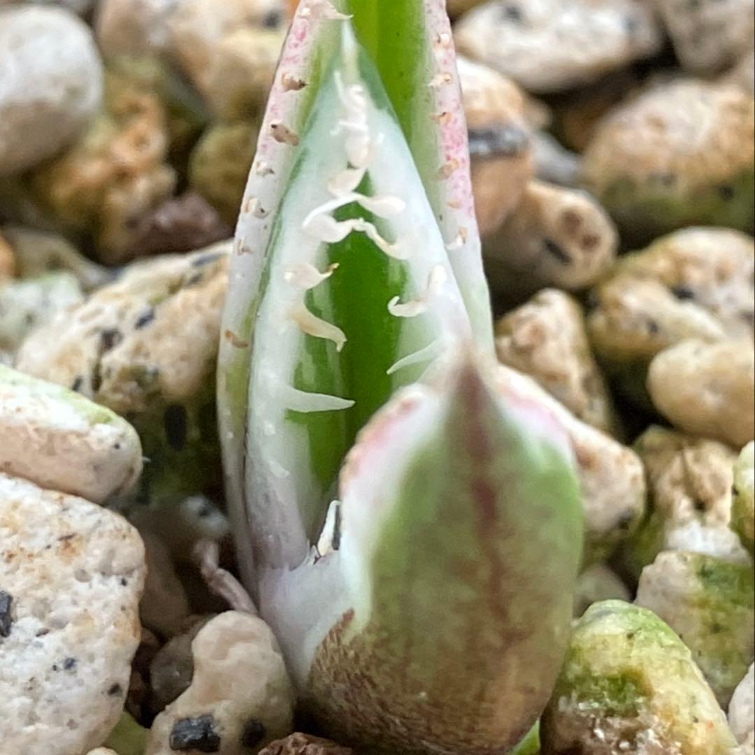 速達【鉢ごと発送】希少　安定株　アガべ　チタノタ　豆豆龍錦　トトロ錦　TC 覆輪