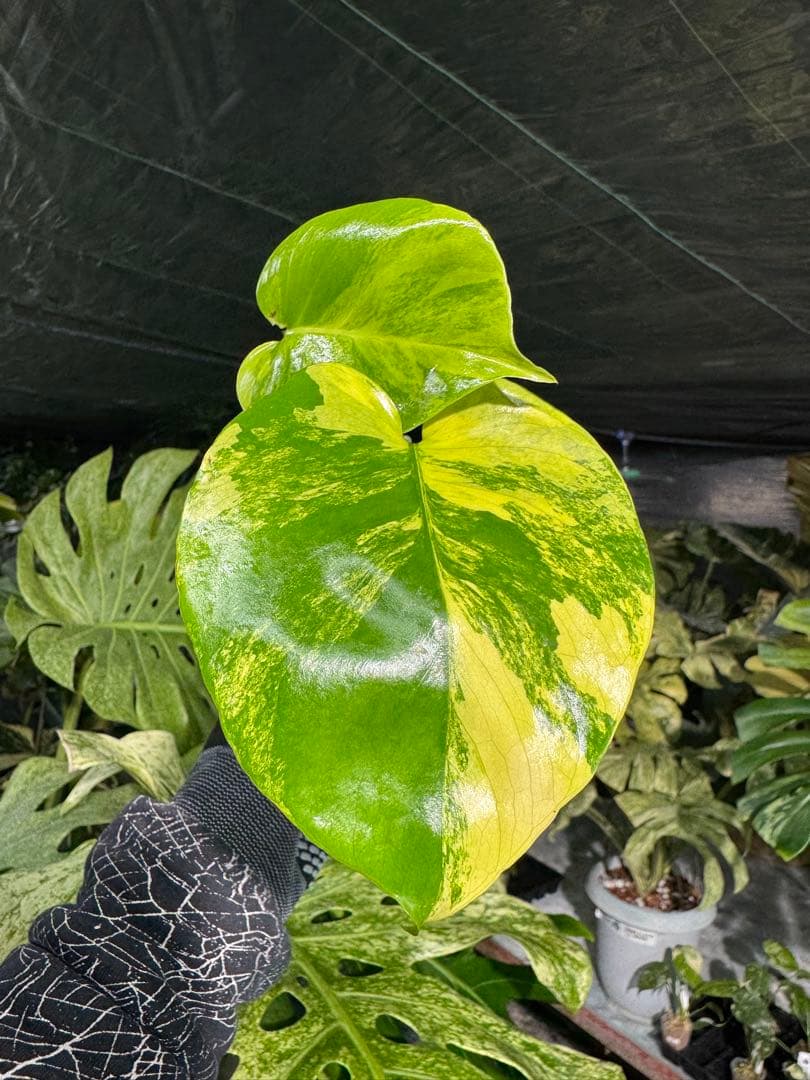 Mr5モンステラ　イエローマリリン　黄斑入り