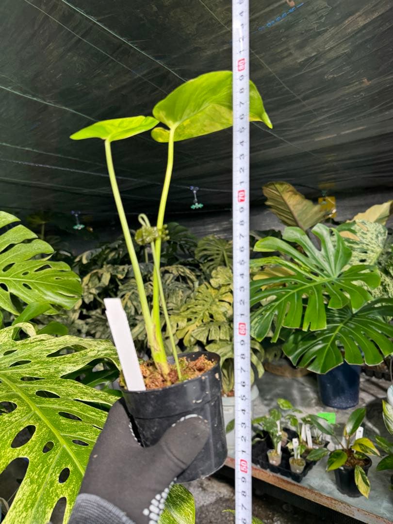 Mr5モンステラ　イエローマリリン　黄斑入り