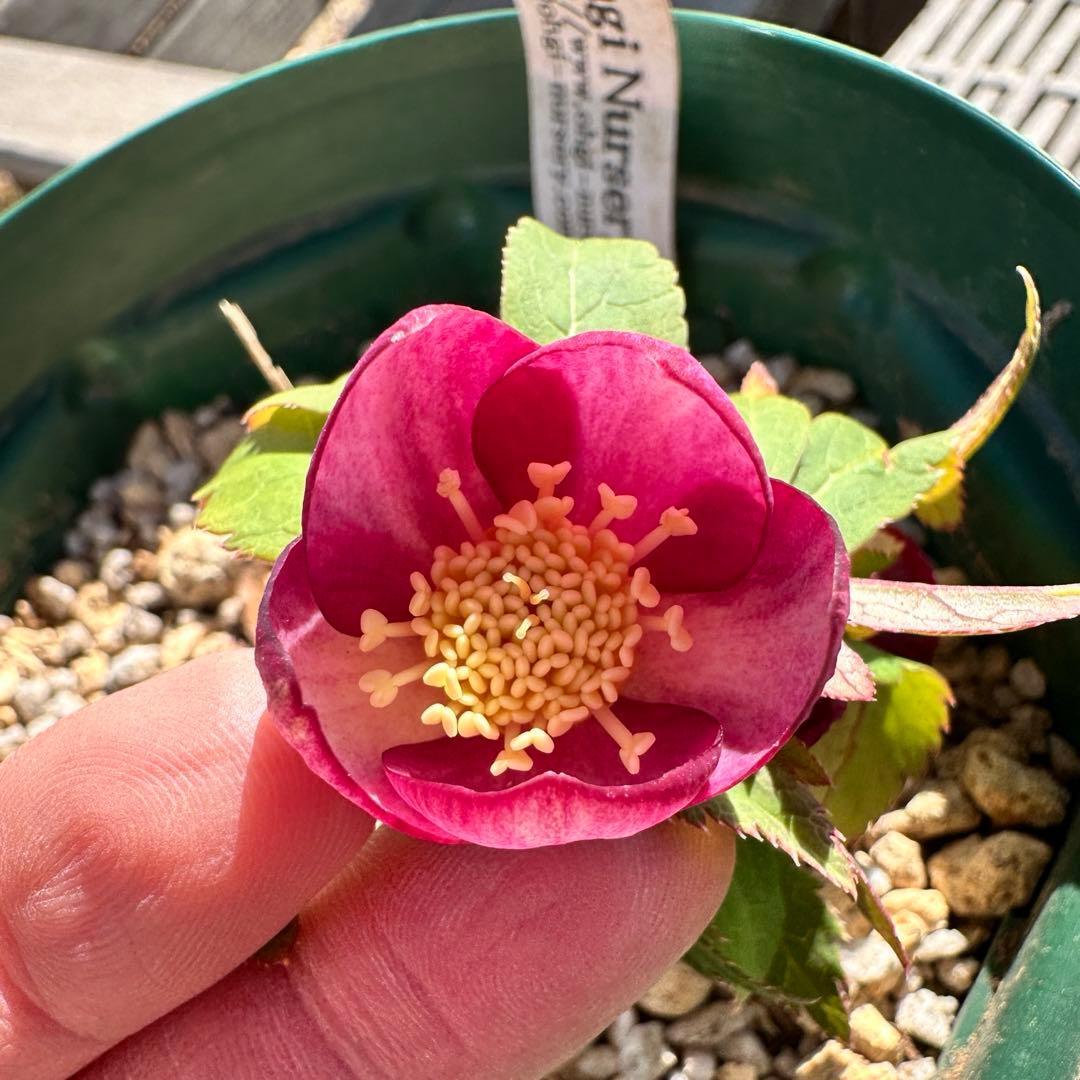 クリスマスローズ　ミスティーク　大木ナーサリー