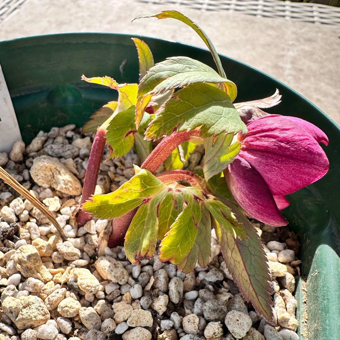 クリスマスローズ　ミスティーク　大木ナーサリー