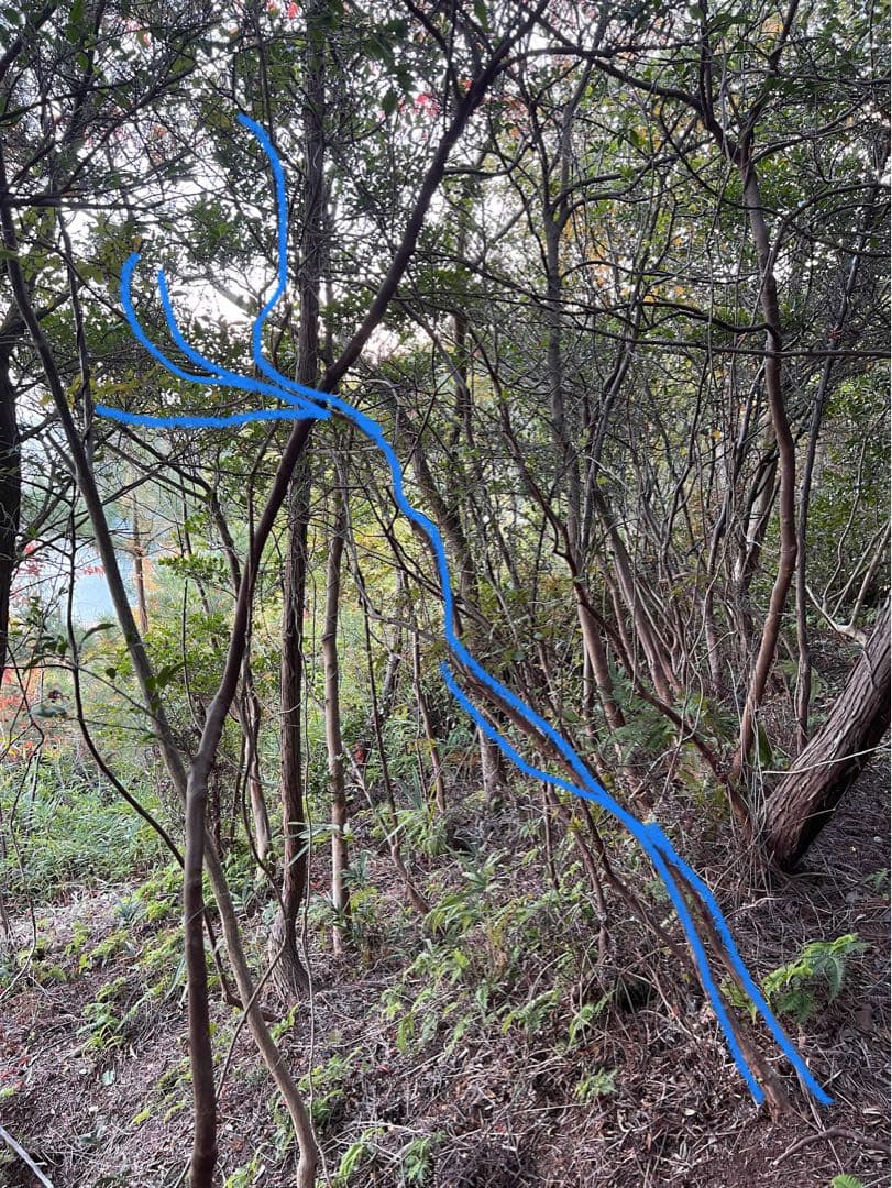 現品　ミツバツツジ　株立　特大苗　2.2mほど　山採り