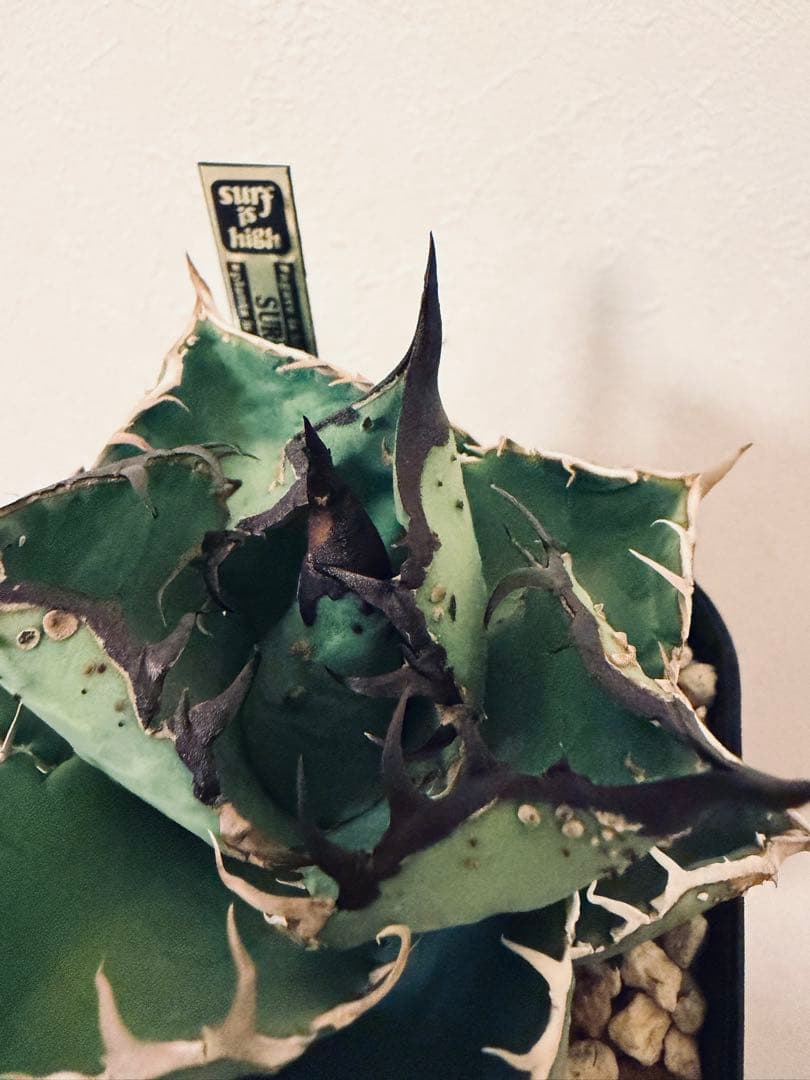 アガベチタノタ　親株出品　ブツブツSSS/真麻花龍、ivoryWA、冰雹