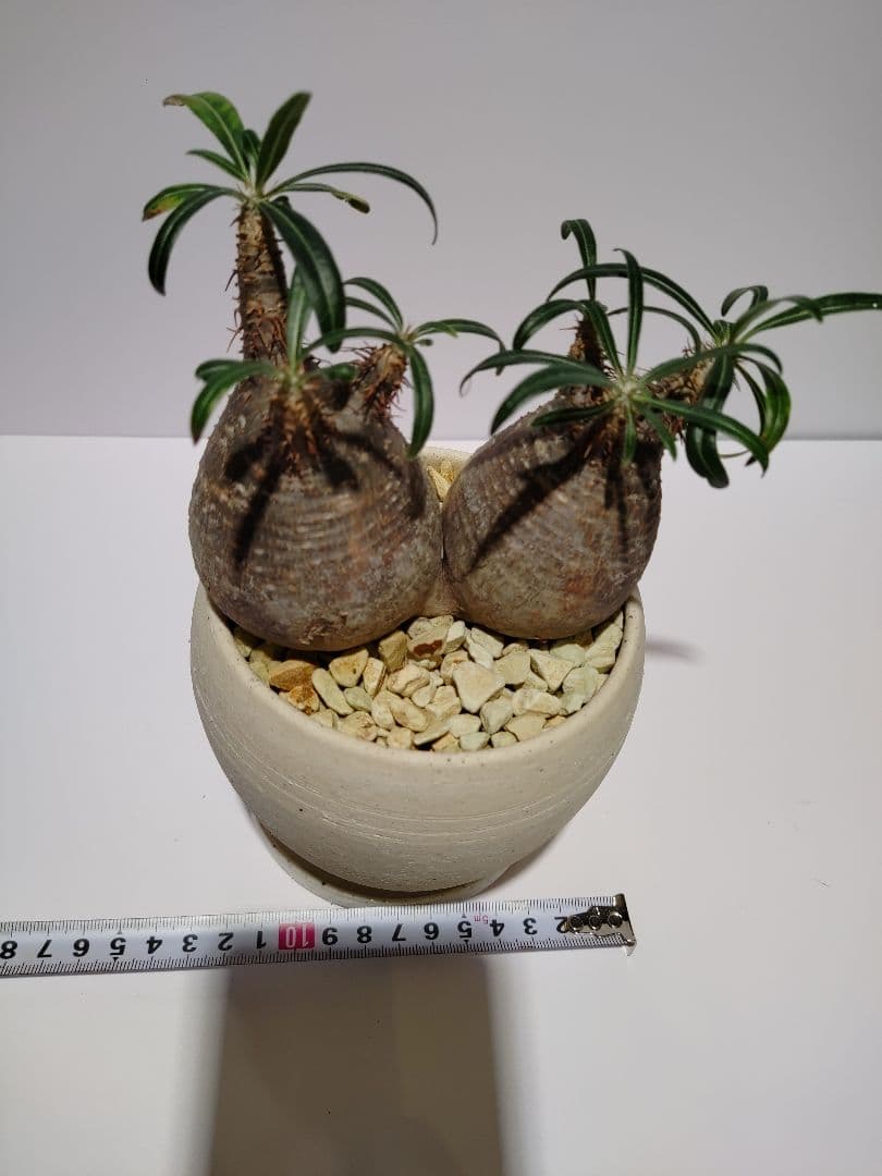 ダブルヘッド 2頭 パキポディウム グラキリス 希少 良形 選抜 コレクション