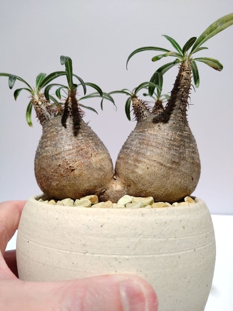 ダブルヘッド 2頭 パキポディウム グラキリス 希少 良形 選抜 コレクション