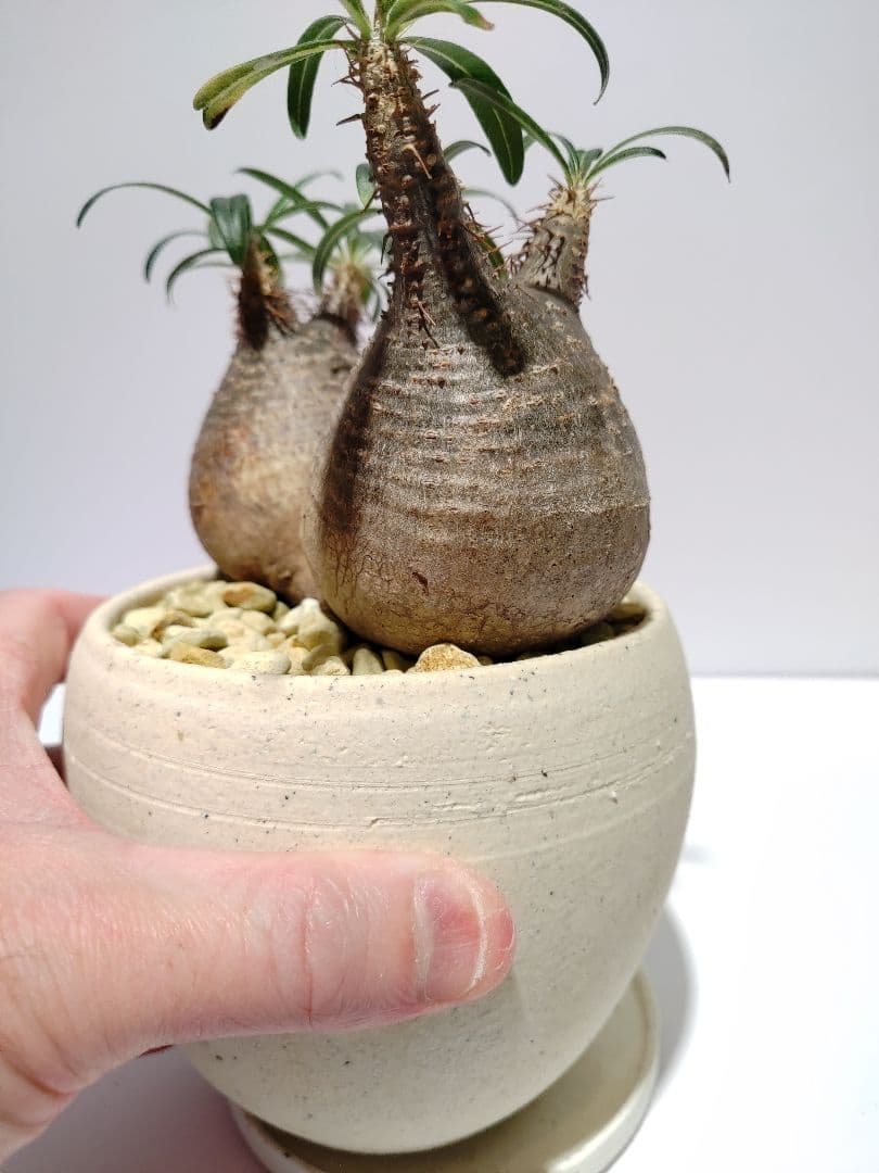 ダブルヘッド 2頭 パキポディウム グラキリス 希少 良形 選抜 コレクション