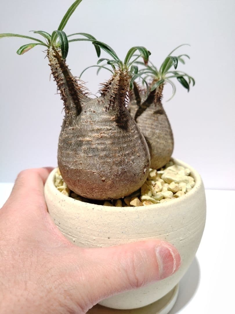 ダブルヘッド 2頭 パキポディウム グラキリス 希少 良形 選抜 コレクション