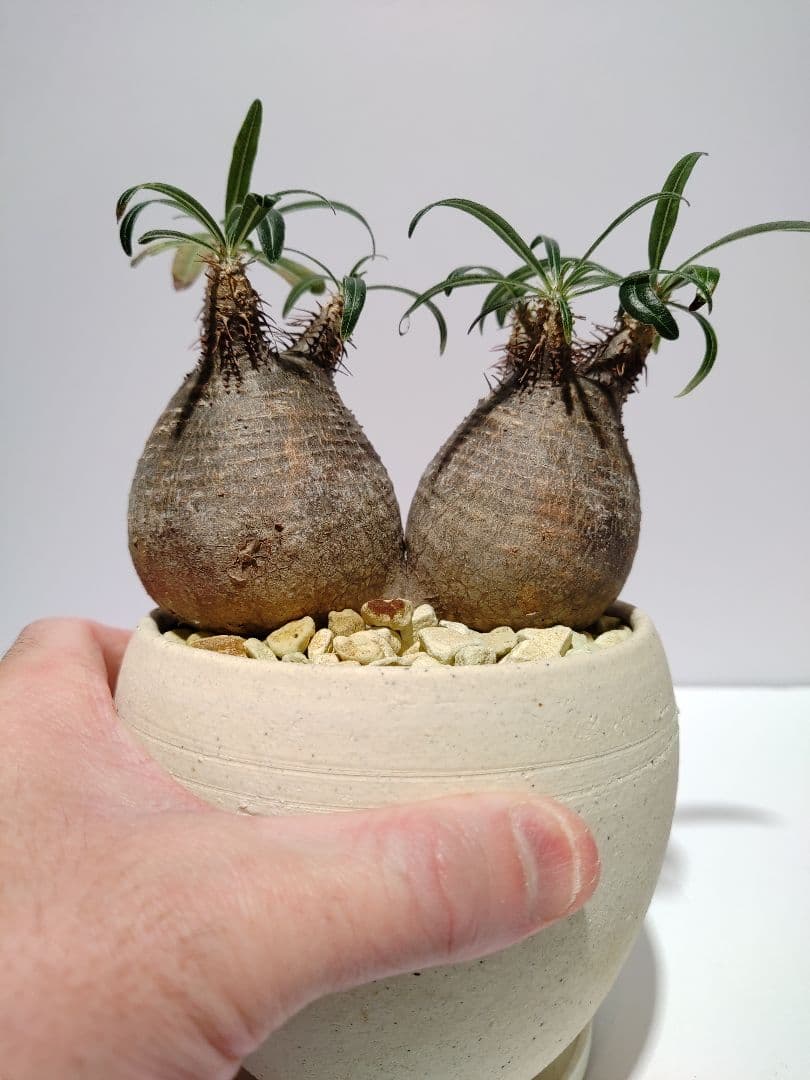 ダブルヘッド 2頭 パキポディウム グラキリス 希少 良形 選抜 コレクション