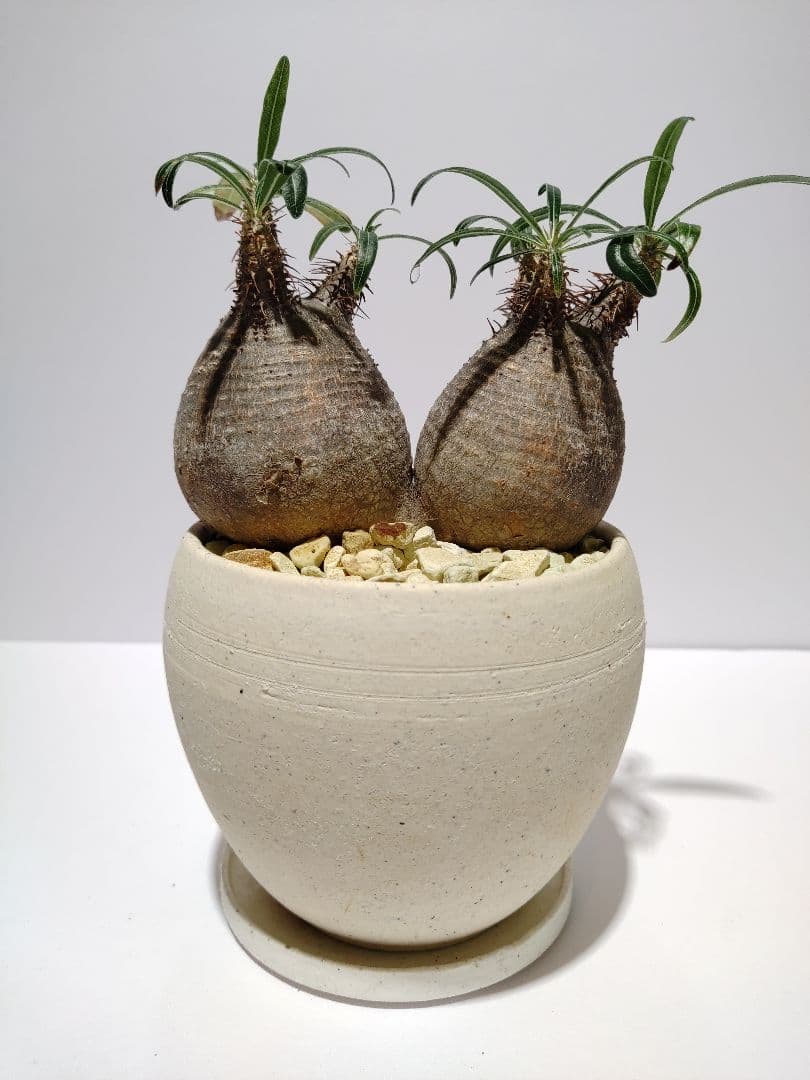 ダブルヘッド 2頭 パキポディウム グラキリス 希少 良形 選抜 コレクション