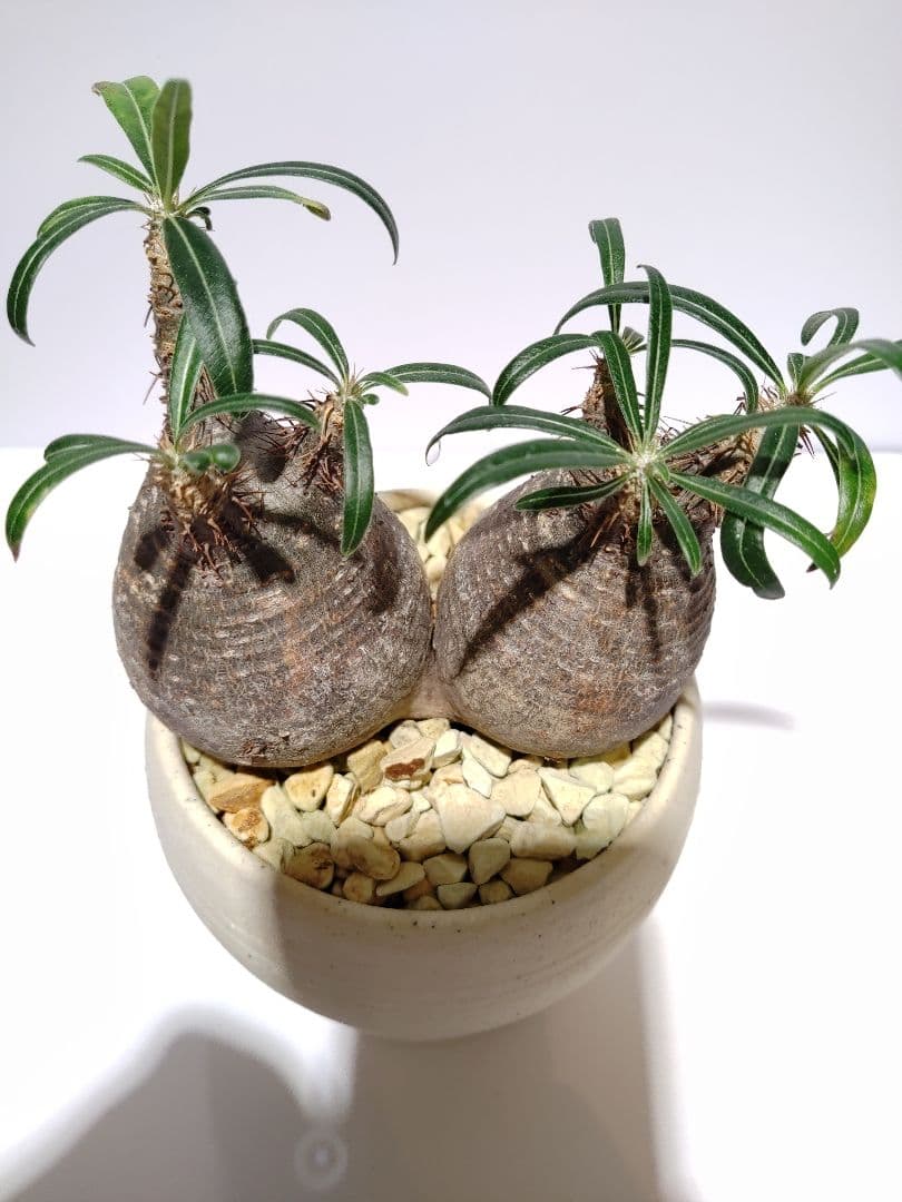 ダブルヘッド 2頭 パキポディウム グラキリス 希少 良形 選抜 コレクション