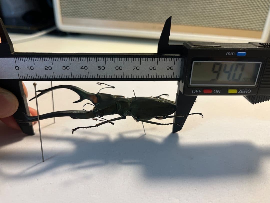 【94mm】エラフスホソアカクワガタ Cyclommatus 本 標本 甲虫