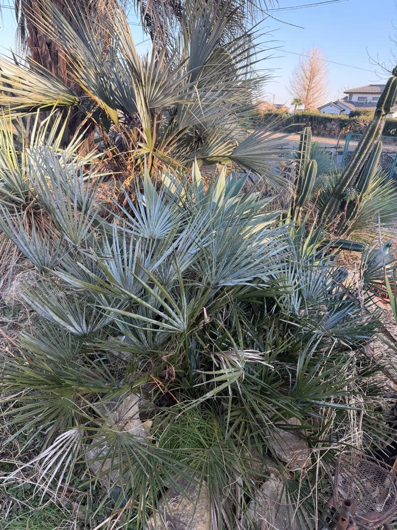 チャメロップス　セリフェラ