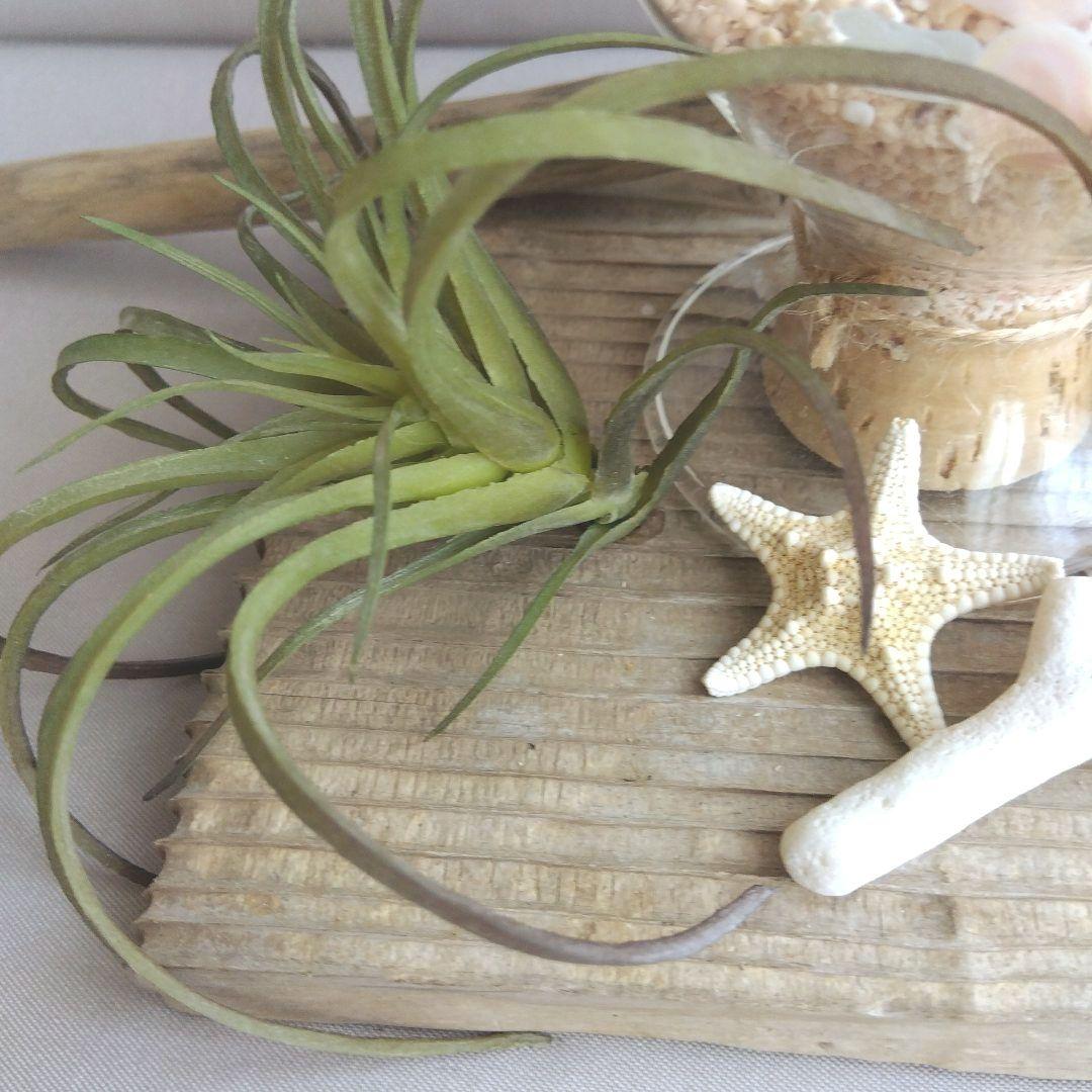 シーグラスリース シーグラス雑貨