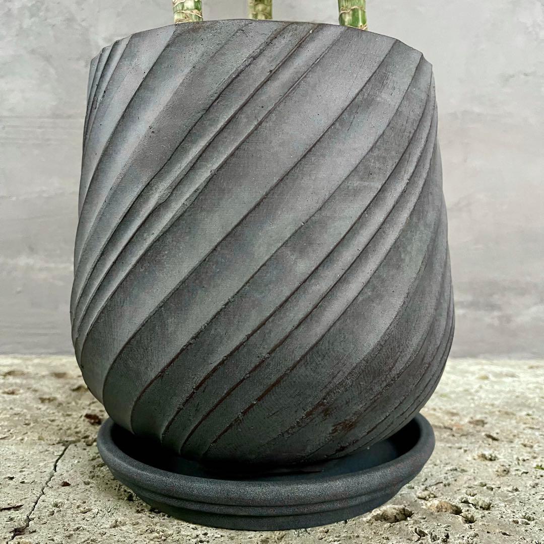 希少　ドラセナ　ワーネッキーレモンサプライズ　陶器鉢　植え込み発送