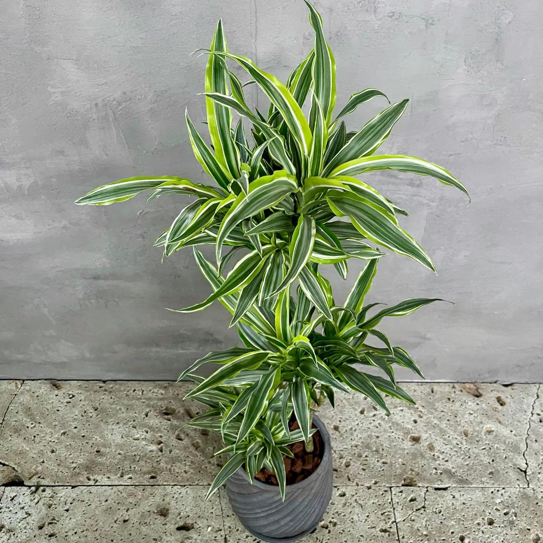 希少　ドラセナ　ワーネッキーレモンサプライズ　陶器鉢　植え込み発送