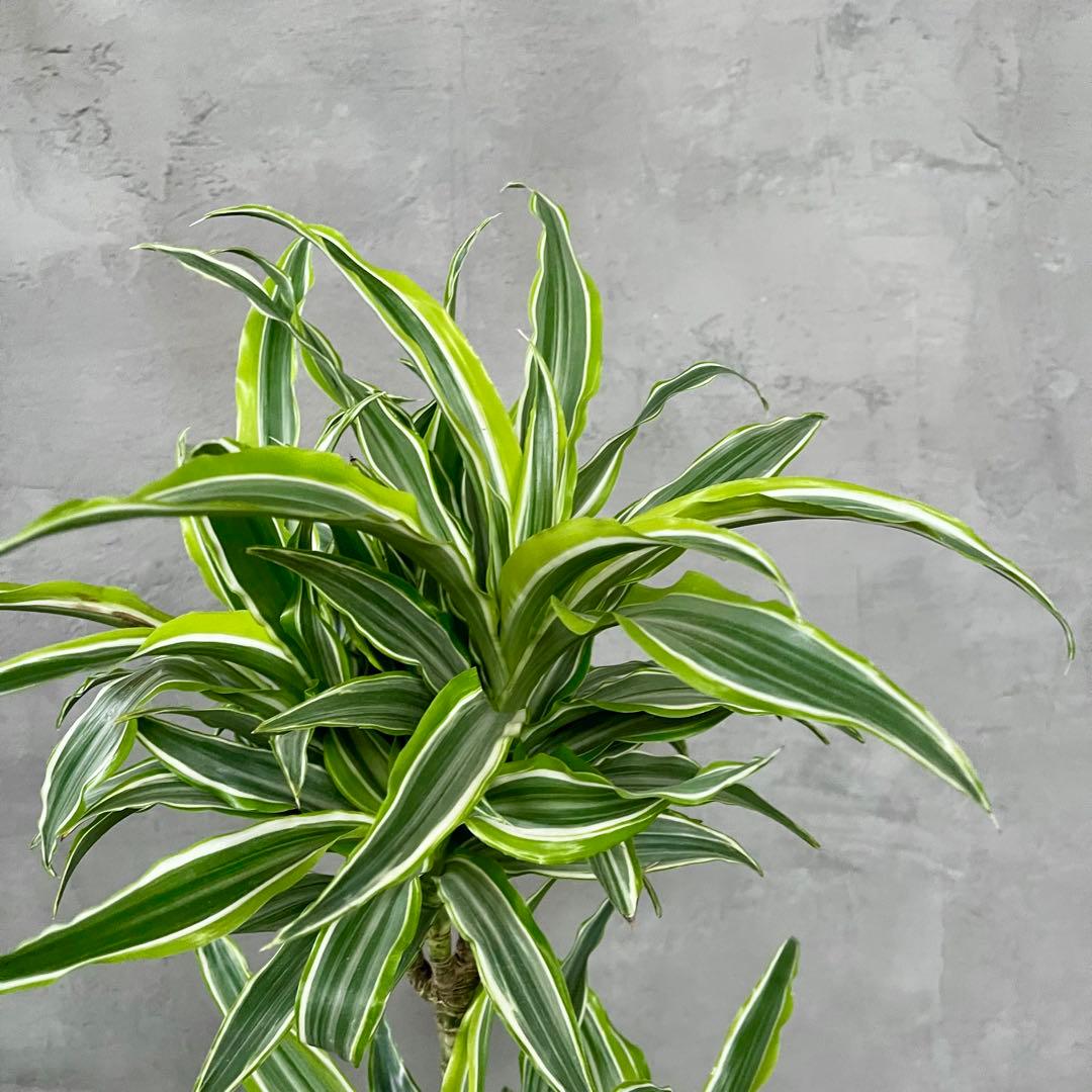 希少　ドラセナ　ワーネッキーレモンサプライズ　陶器鉢　植え込み発送