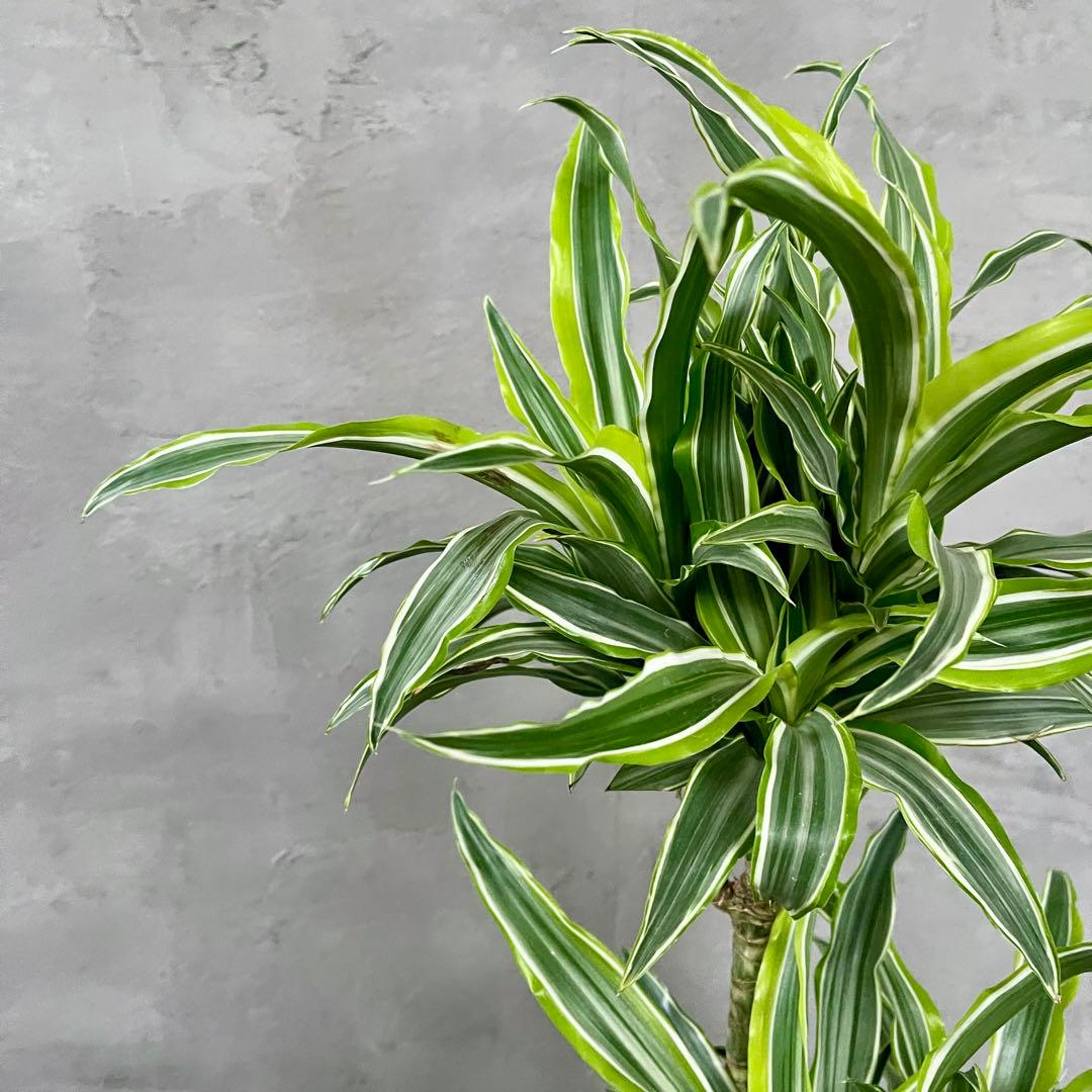 希少　ドラセナ　ワーネッキーレモンサプライズ　陶器鉢　植え込み発送