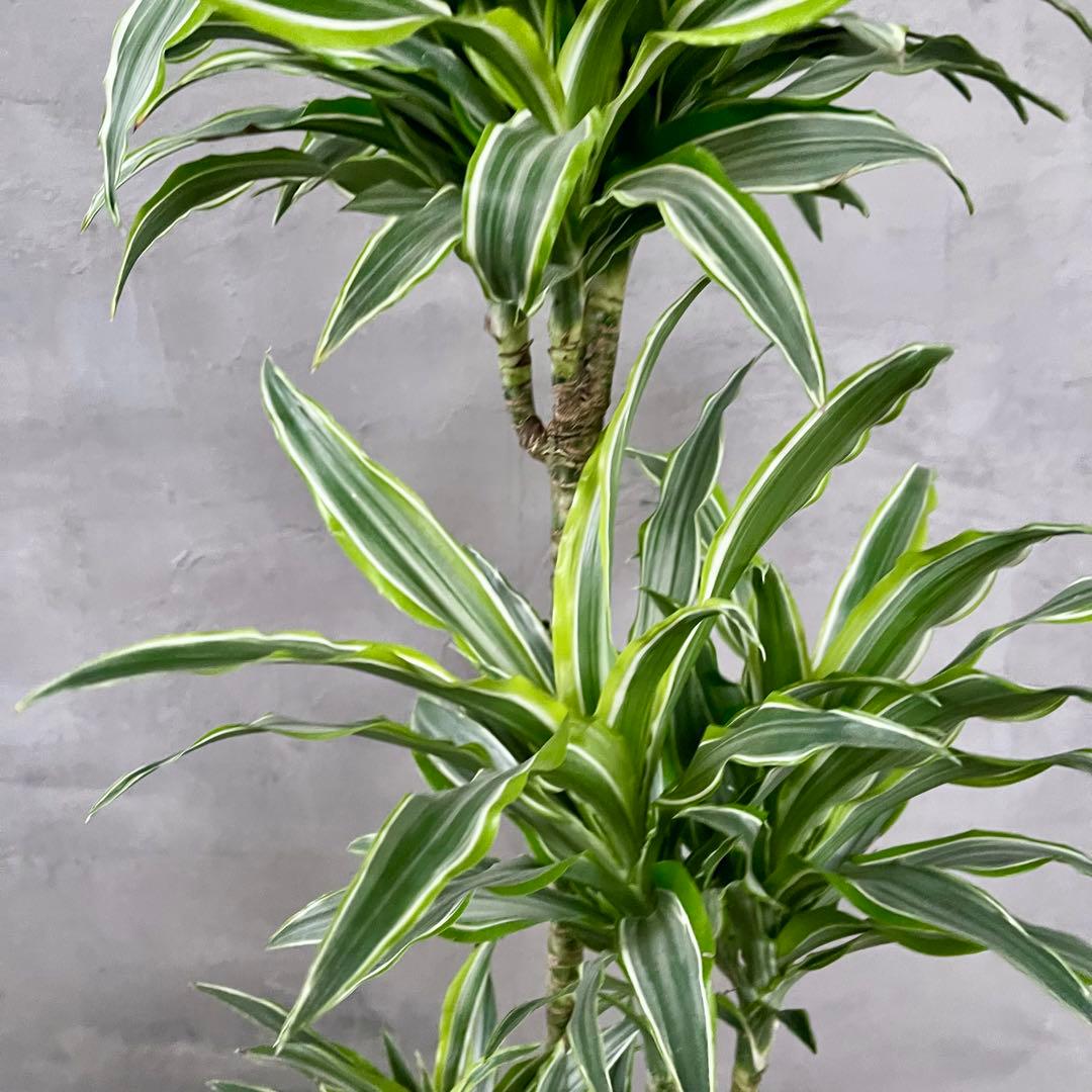 希少　ドラセナ　ワーネッキーレモンサプライズ　陶器鉢　植え込み発送