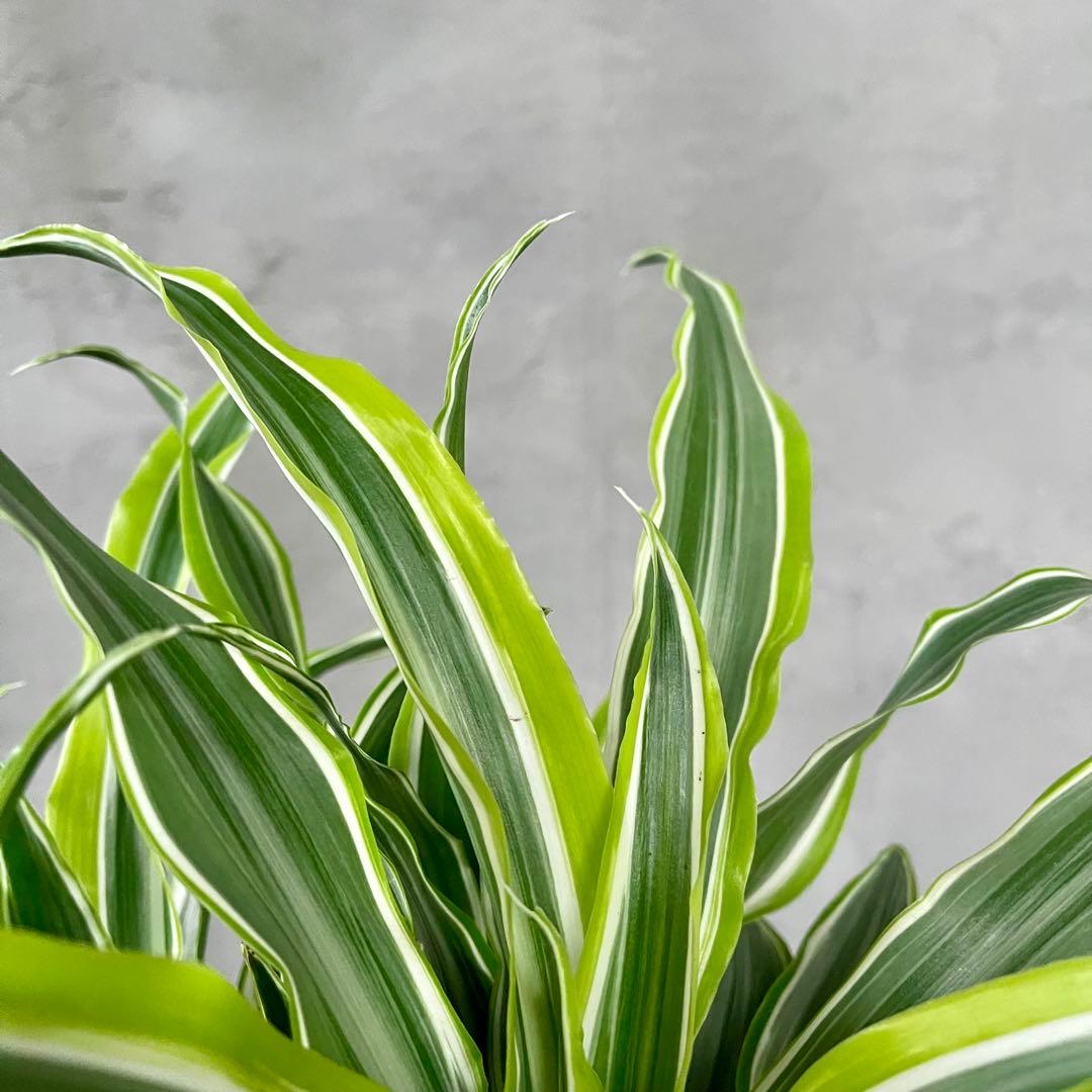 希少　ドラセナ　ワーネッキーレモンサプライズ　陶器鉢　植え込み発送