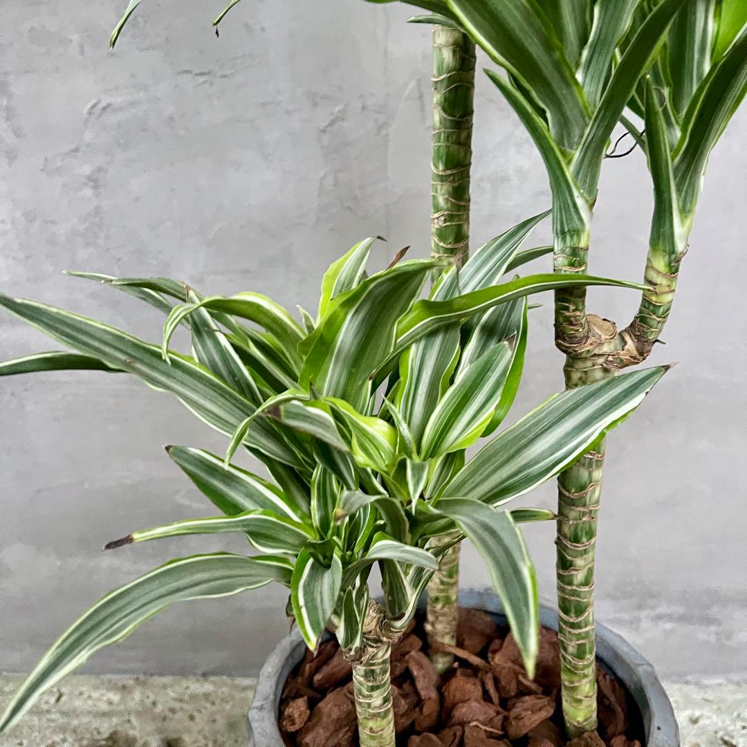 希少　ドラセナ　ワーネッキーレモンサプライズ　陶器鉢　植え込み発送