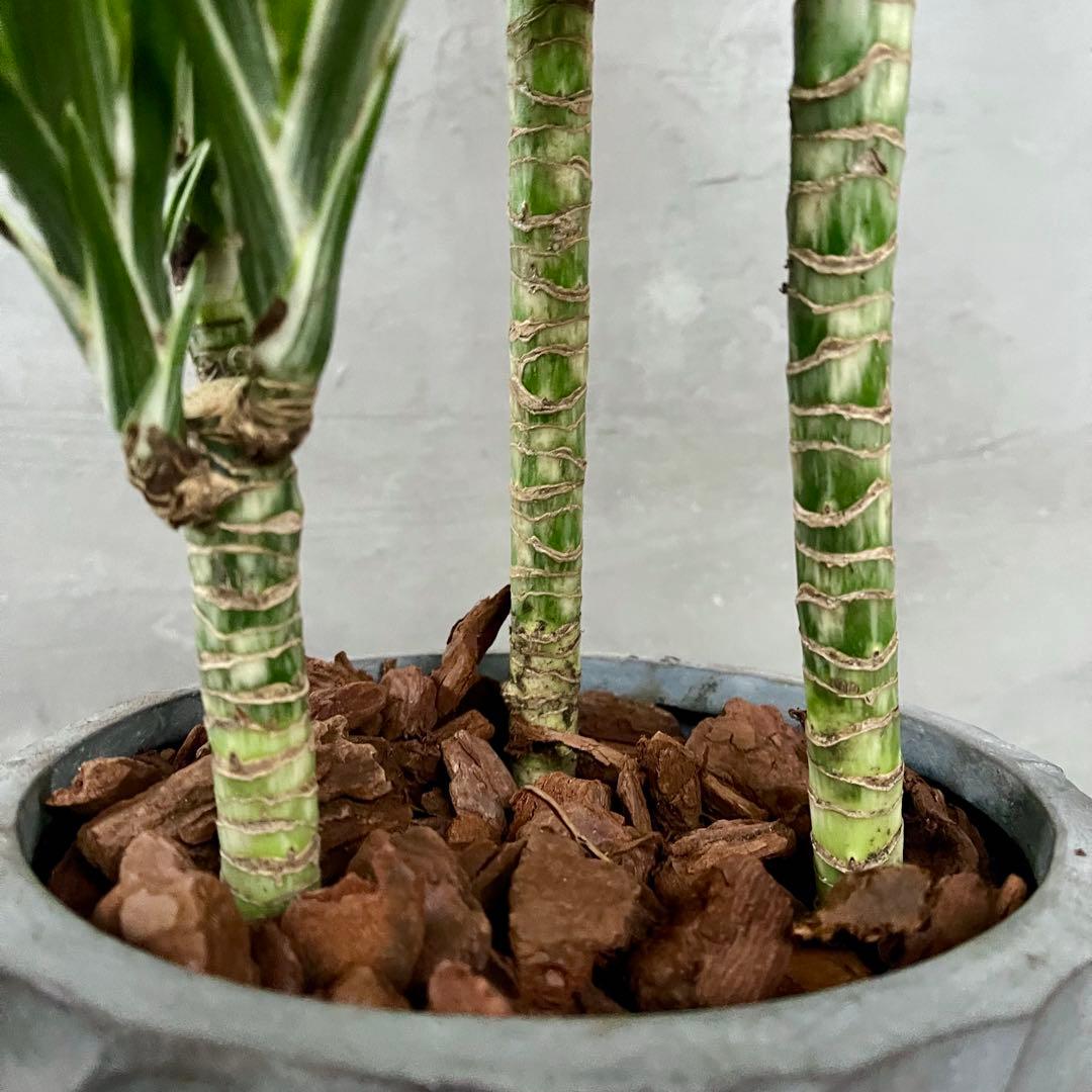 希少　ドラセナ　ワーネッキーレモンサプライズ　陶器鉢　植え込み発送