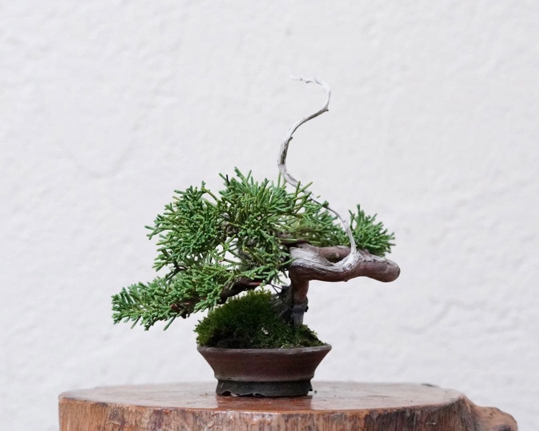 「亦盆栽」糸魚川真柏 小品盆栽