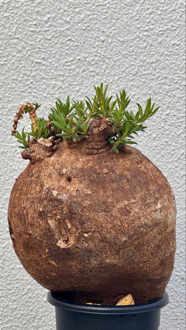 パキポディウム ビスピノーサム　低身巨大　発刊済み