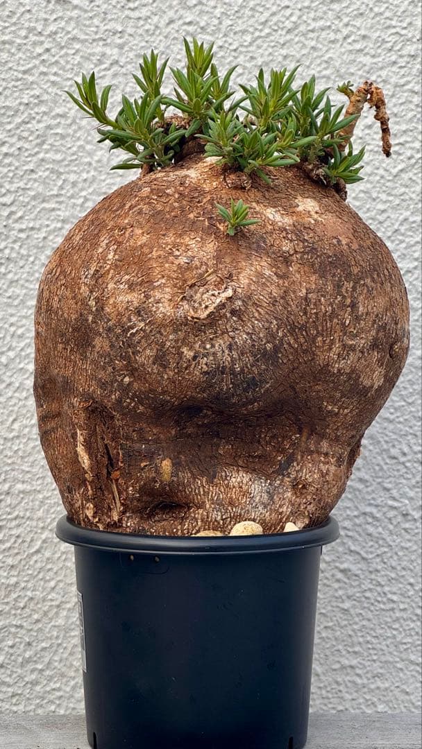 パキポディウム ビスピノーサム　低身巨大　発刊済み