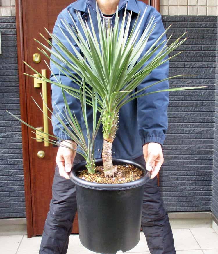 【現品】国内実生株　ユッカ・アロイフォリア　９号　さ７番