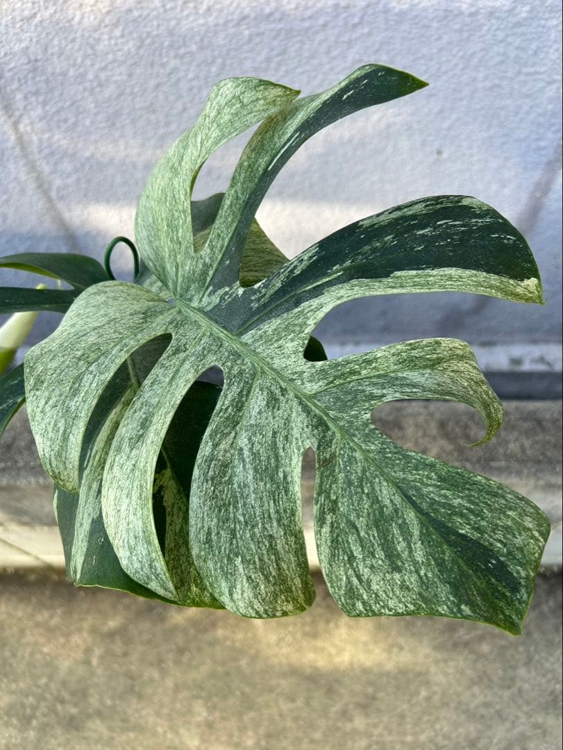 ピ*ス様 モンステラ　ミント　斑入り