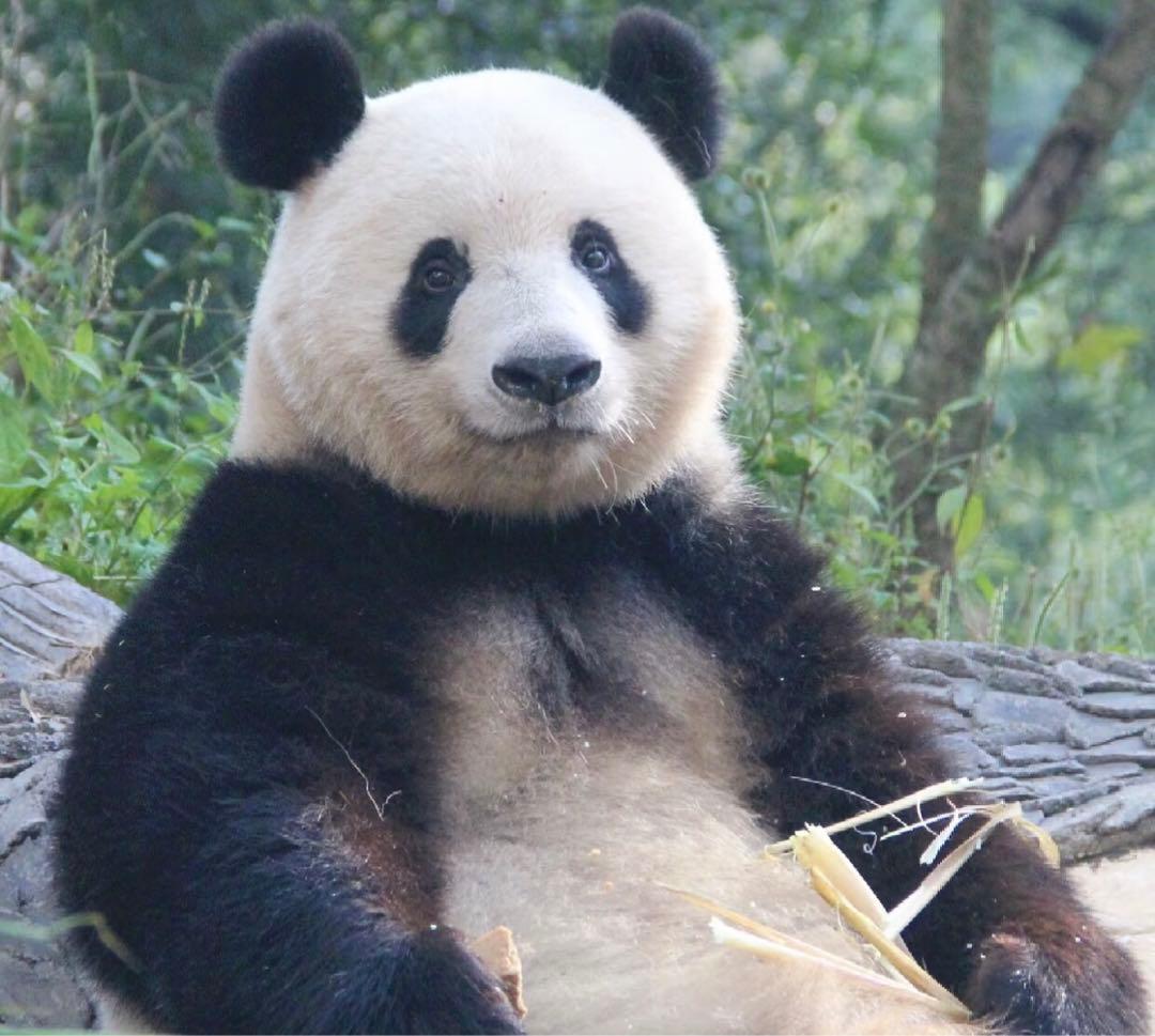 リル　スワロフスキーSWAROVSKI　チェーン　ブレスレット　ゴールド系