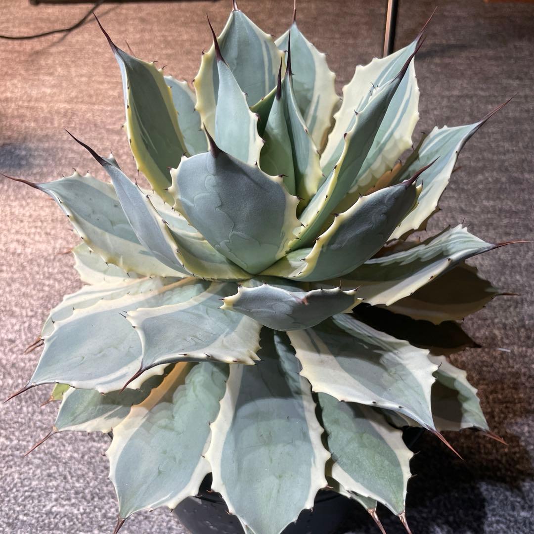 アガベ　ポタトルム　アイスクリーム　ポタトラム　親株