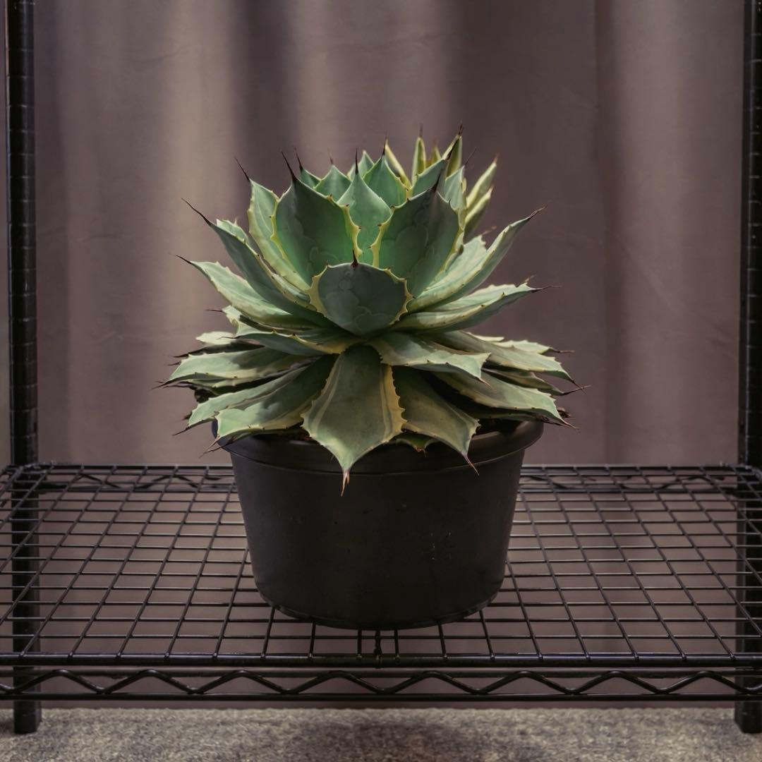 アガベ　ポタトルム　アイスクリーム　ポタトラム　親株