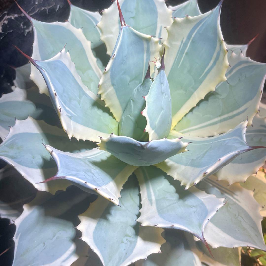 アガベ　ポタトルム　アイスクリーム　ポタトラム　親株