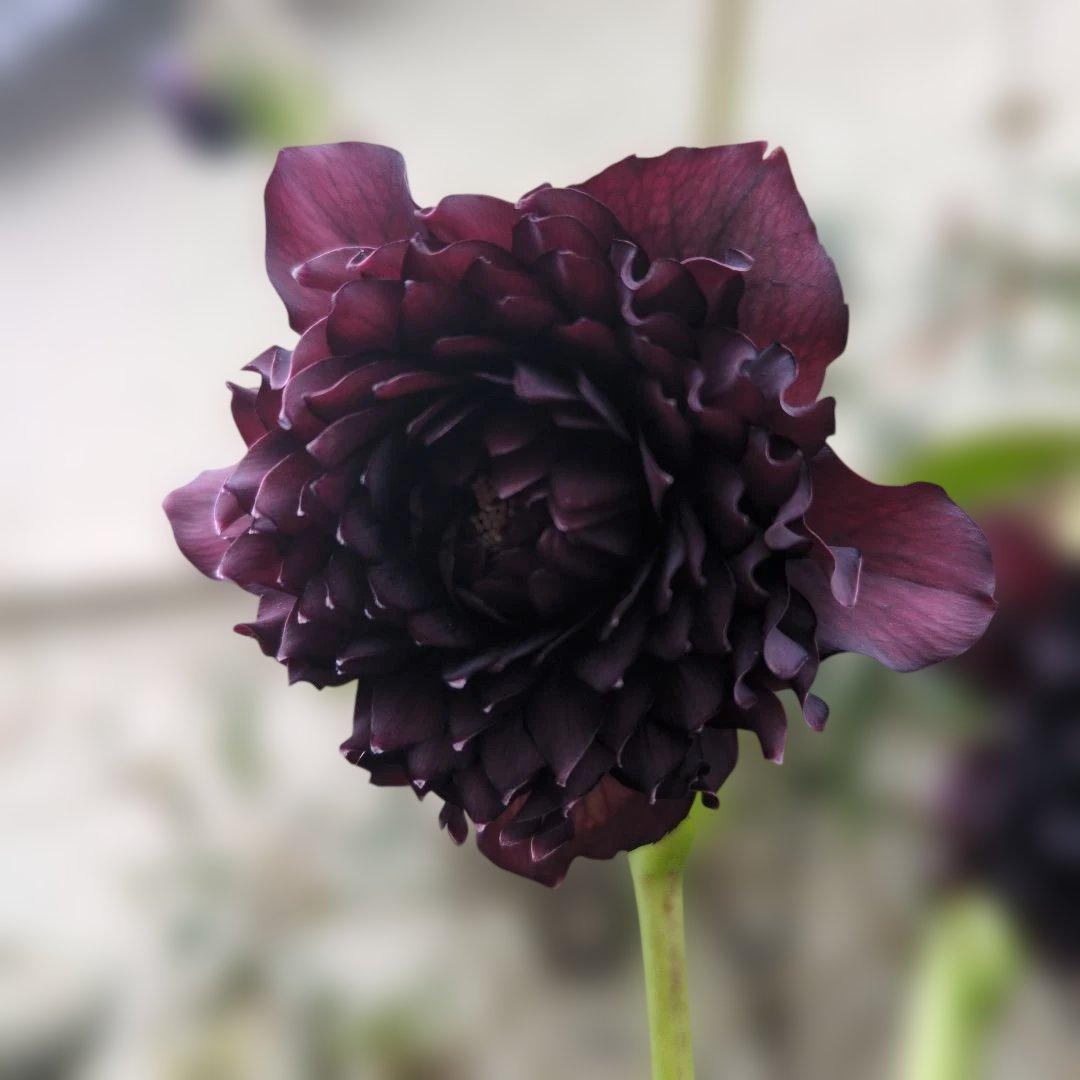 広瀬園芸 ❤️ クレオパトラ❤️ クリスマスローズ❤️超多弁