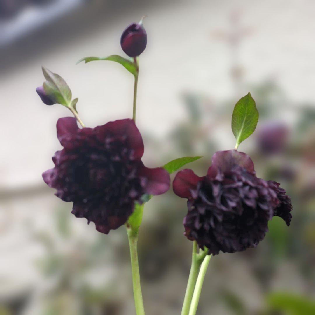 広瀬園芸 ❤️ クレオパトラ❤️ クリスマスローズ❤️超多弁