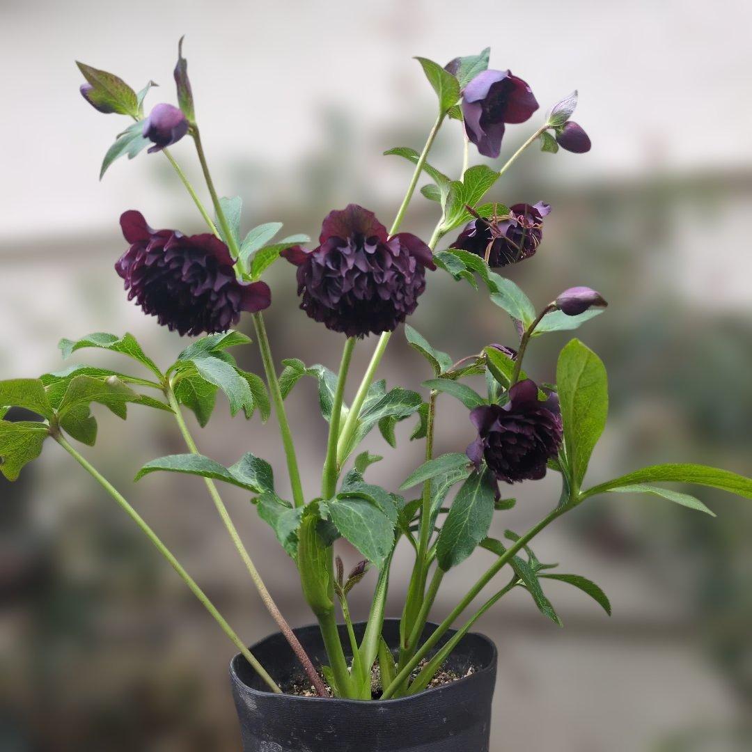 広瀬園芸 ❤️ クレオパトラ❤️ クリスマスローズ❤️超多弁