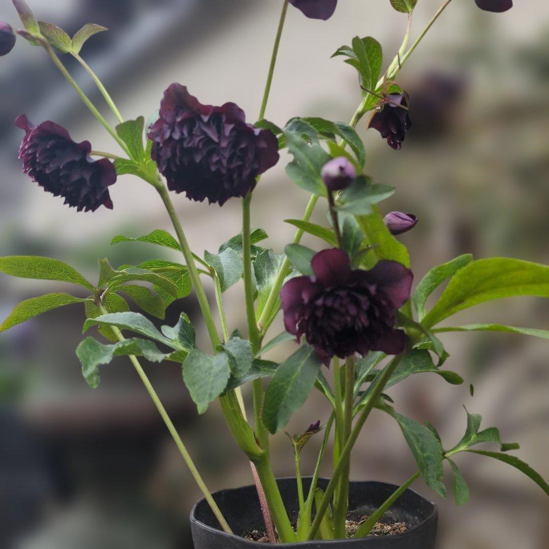 広瀬園芸 ❤️ クレオパトラ❤️ クリスマスローズ❤️超多弁