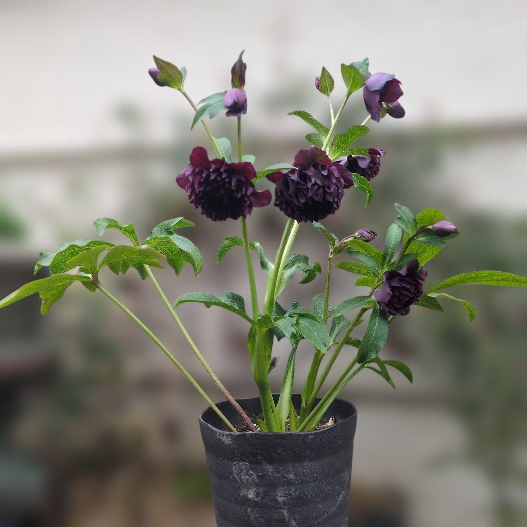 広瀬園芸 ❤️ クレオパトラ❤️ クリスマスローズ❤️超多弁