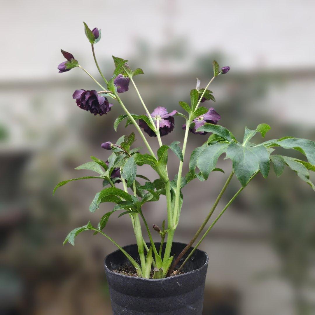 広瀬園芸 ❤️ クレオパトラ❤️ クリスマスローズ❤️超多弁