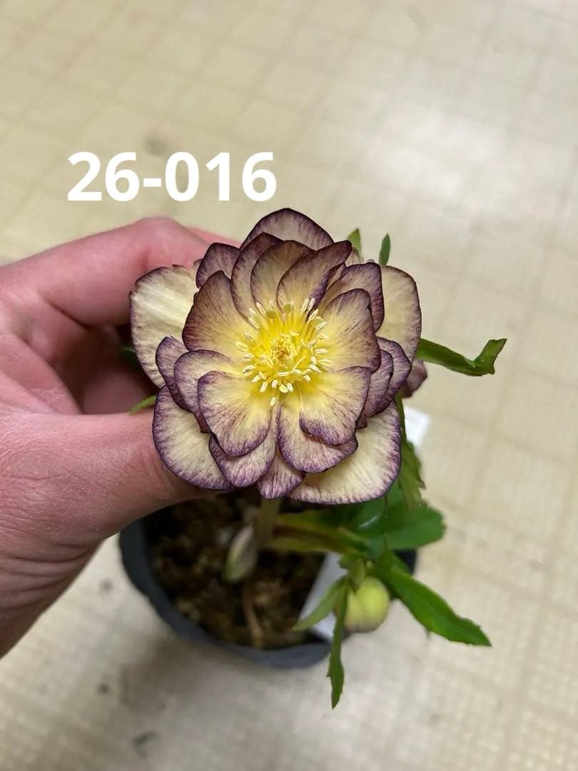 イルミリオン 加藤農園 クリスマスローズ 同梱可能