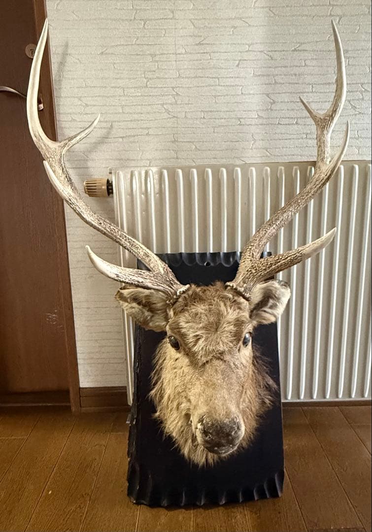 ビ*ビ様 ボリューム抜群　鹿 ハンティングトロフィー 剥製 壁飾り インテリア
