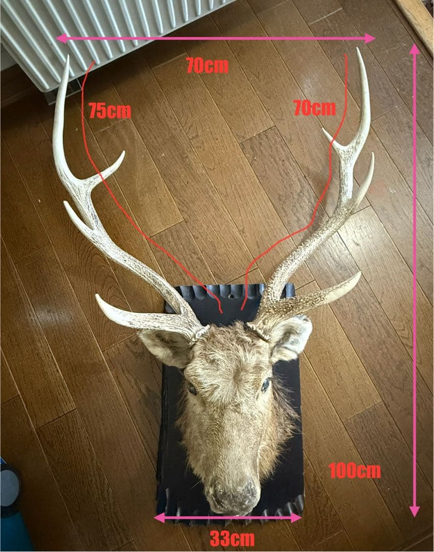 ビ*ビ様 ボリューム抜群　鹿 ハンティングトロフィー 剥製 壁飾り インテリア