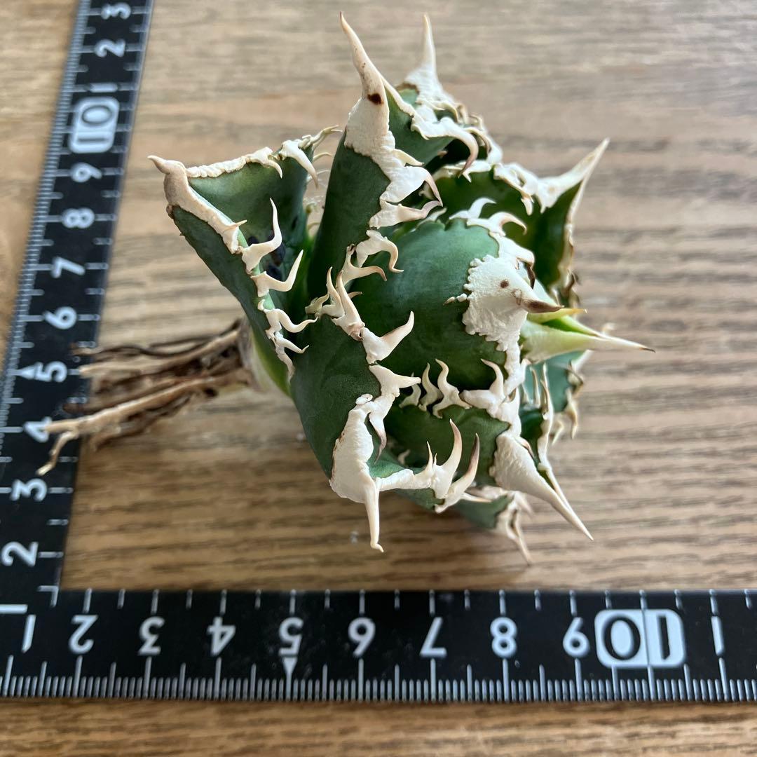 【初売り】75 超選抜　太棘　優秀　バンド幅特大　アガベ　白豪刺TC 匿名配送⑧